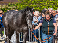 PN170422-33 - Inca De Lafayette